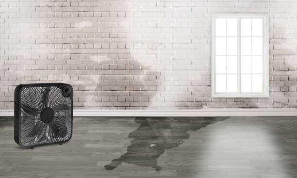 Best Basement water damage restoration  in Lido Beach, NY